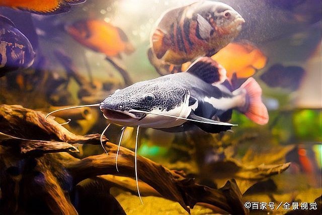 招財貓魚和龍魚哪個厲害點好 招財貓魚和龍魚哪個厲害點好 龍魚百科 第6張