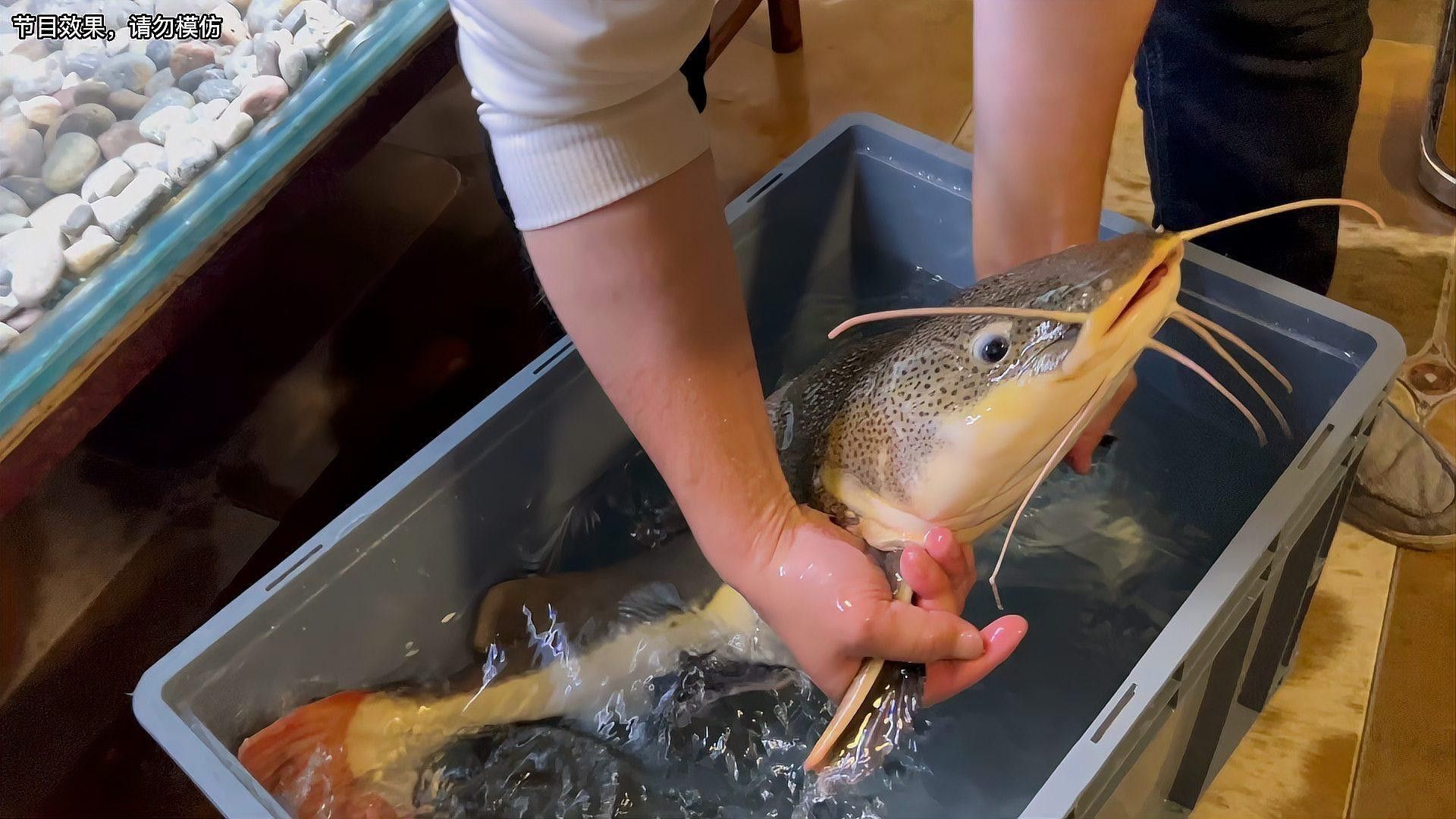 招財貓魚和龍魚哪個厲害點好 招財貓魚和龍魚哪個厲害點好 龍魚百科 第4張