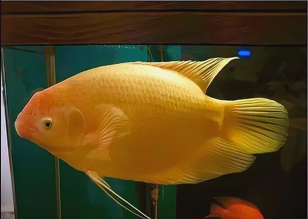 招財貓魚和龍魚哪個厲害點好 招財貓魚和龍魚哪個厲害點好 龍魚百科 第10張
