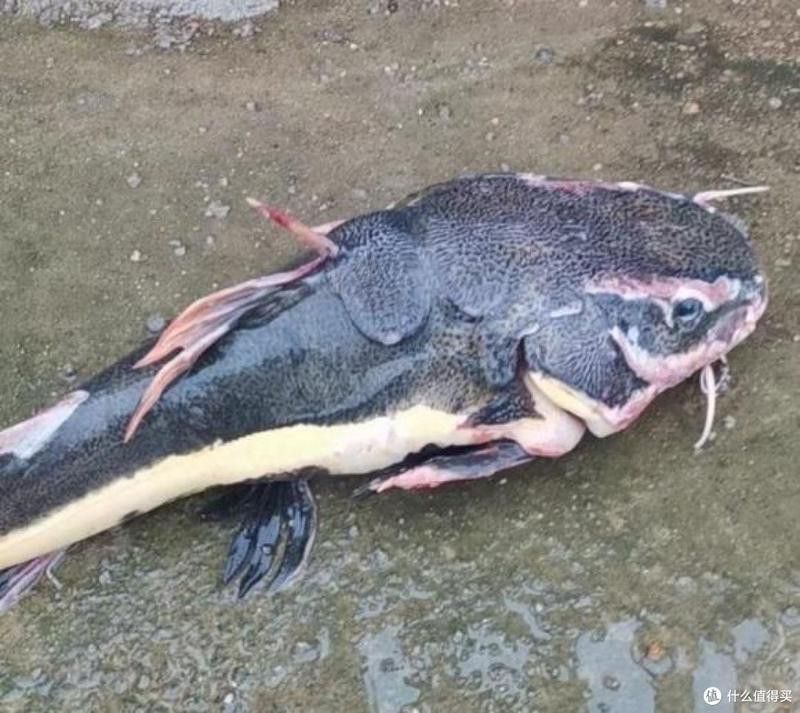 招財貓魚和龍魚哪個厲害點好 招財貓魚和龍魚哪個厲害點好 龍魚百科 第8張