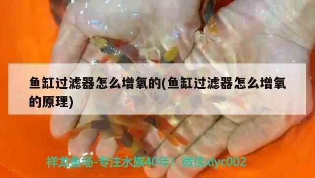 紅龍魚往下游怎么回事（紅龍魚往下游怎么回事啊）