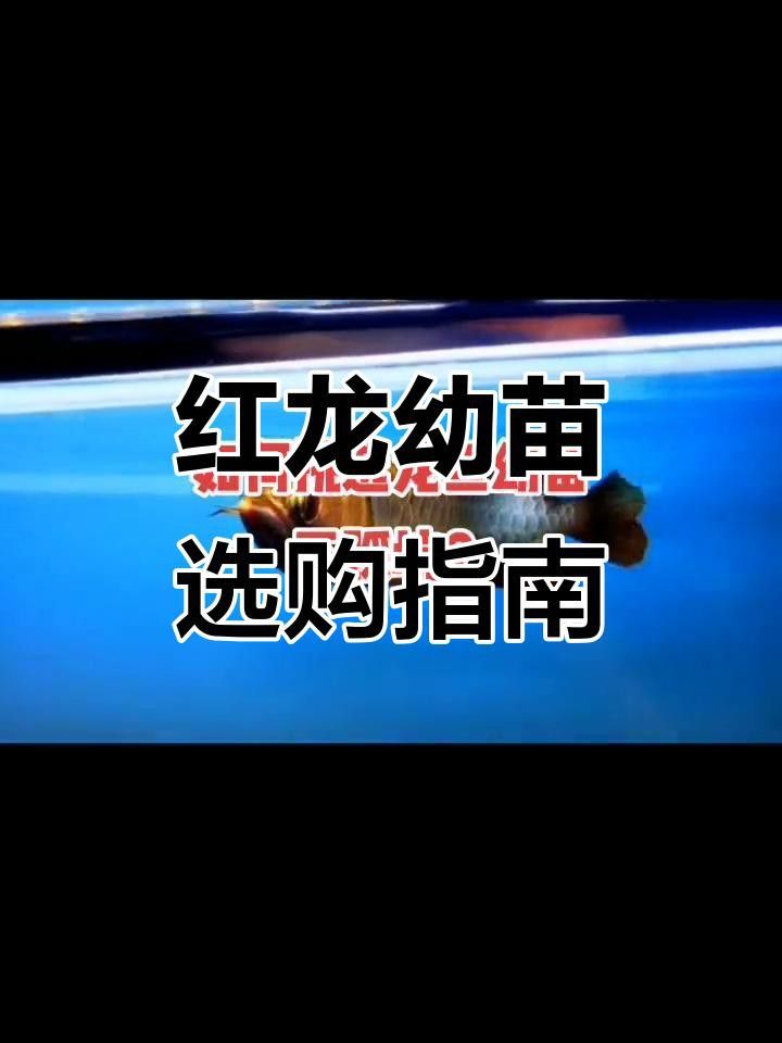 如何挑選高品質的印尼紅龍魚？