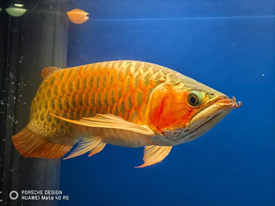 印尼紅龍魚圖片大全大圖高清