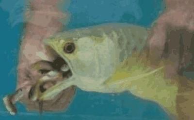 大金龍魚吃什么最好（大金龍魚吃什么食物最好金龍魚吃什么食物最好）