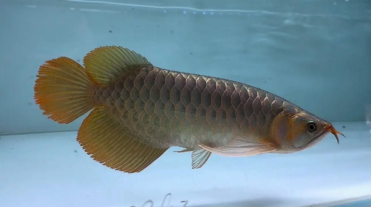 印尼紅龍魚圖片大全大圖高清