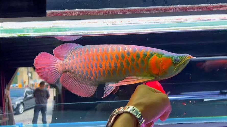 印尼紅龍魚圖片大全大圖高清