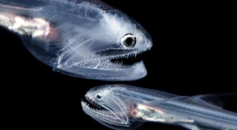 龍頭魚需要哪些特殊設備？ 龍頭魚需要哪些特殊設備？ 龍魚百科 第1張