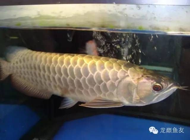 龍魚養殖場最忌三種東西（關于龍魚養殖場最忌諱的三種東西）