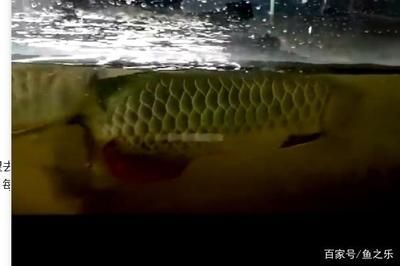 龍魚養殖場最忌三種東西（關于龍魚養殖場最忌諱的三種東西）