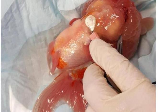 龍魚做手術(shù)麻藥放多少:龍魚手術(shù)時麻藥使用量 龍魚百科 第5張 龍魚做手術(shù)麻藥放多少:龍魚手術(shù)時麻藥使用量 龍魚做手術(shù)麻藥放多少:龍魚手術(shù)時麻藥使用量 龍魚百科 第5張