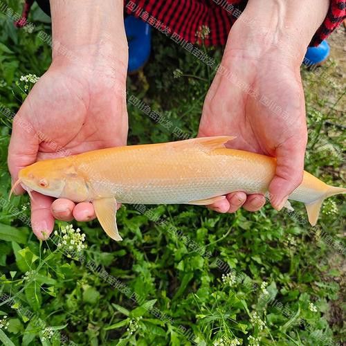 白子招財龍魚圖片高清