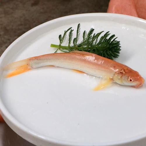 白子招財龍魚圖片高清