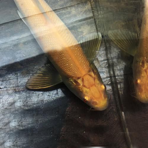 白子招財龍魚圖片高清