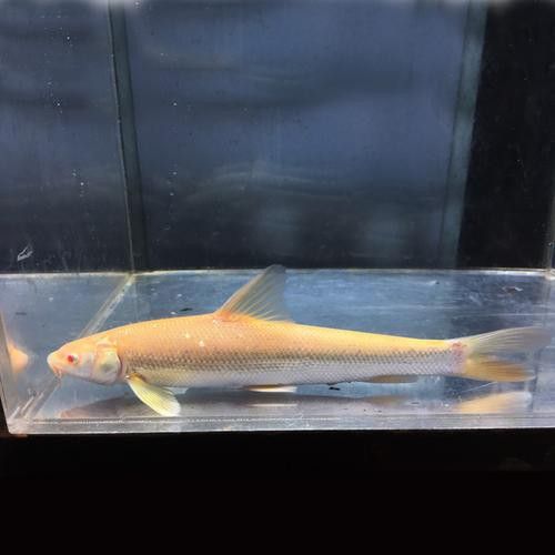 白子招財龍魚圖片高清