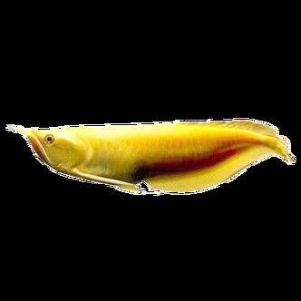 白子招財龍魚圖片高清