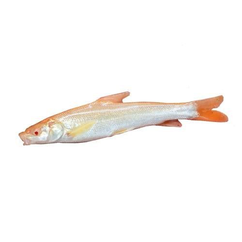 白子招財龍魚圖片高清