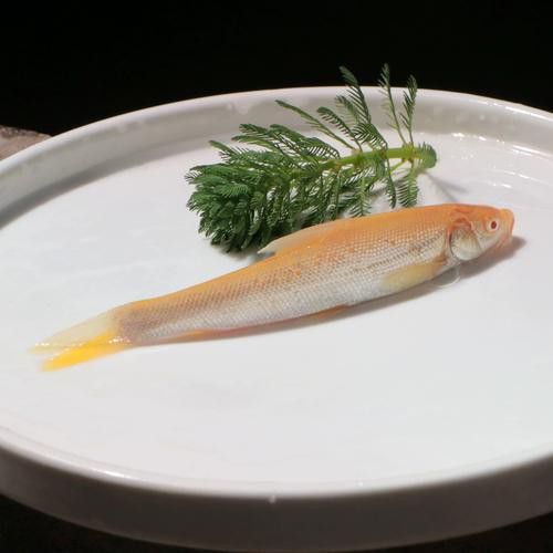 白子招財龍魚圖片高清