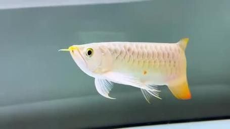 白子招財龍魚圖片高清