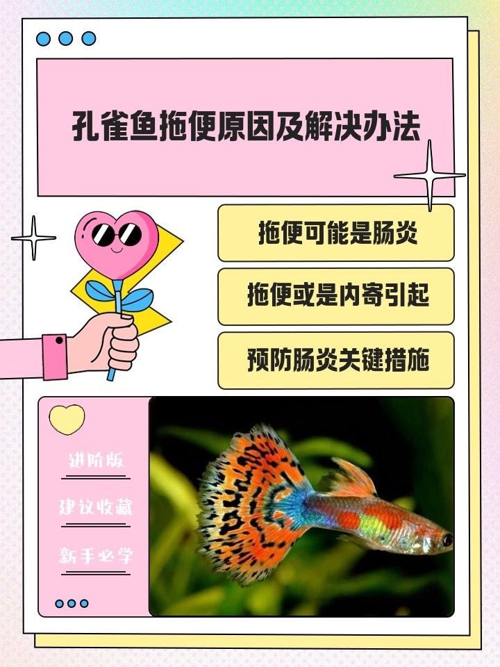 龍魚拖便一般多久會好？