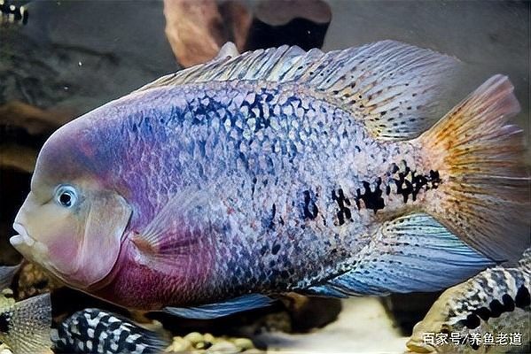 龍魚拖便一般多久會好？