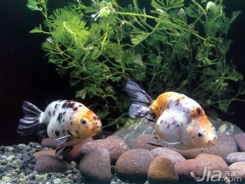 水族箱過濾器品牌歷史對比：水族箱過濾器品牌歷史和排名