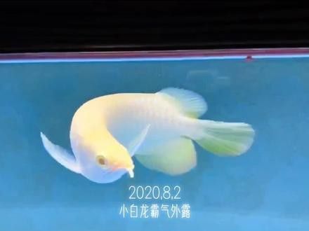 紅眼白子龍魚是什么樣子的圖片視頻