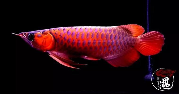 紅龍魚發色不佳的原因：紅龍魚養兩年了發色很差，