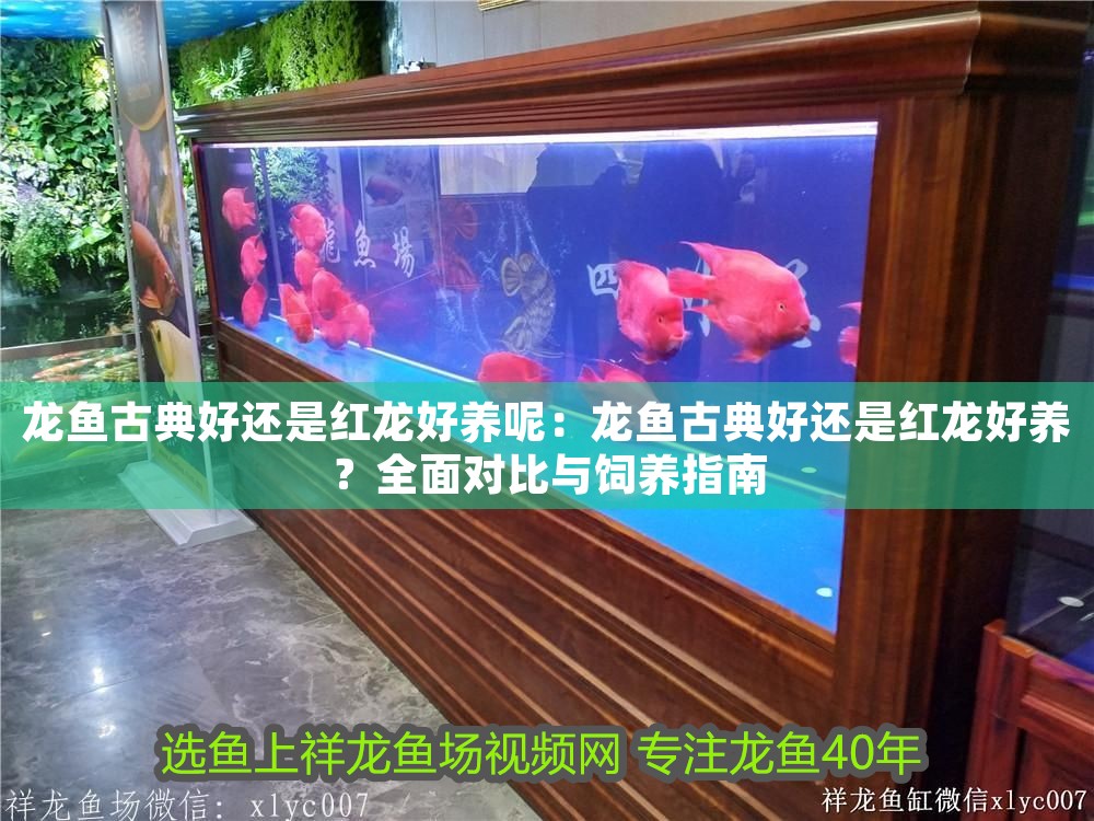 龍魚古典好還是紅龍好養(yǎng)呢：龍魚古典好還是紅龍好養(yǎng)？全面對比與飼養(yǎng)指南