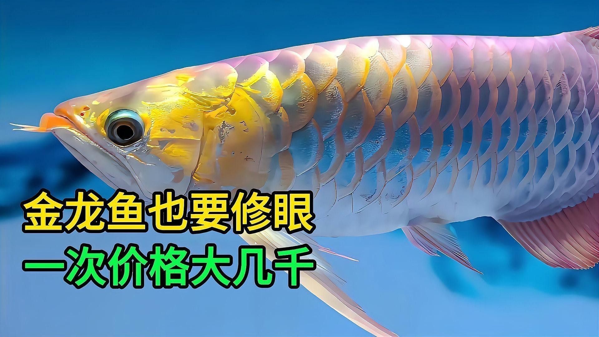 如何照顧不同年齡段的高背金龍魚？ 如何照顧不同年齡段的高背金龍魚？ 龍魚百科 第10張
