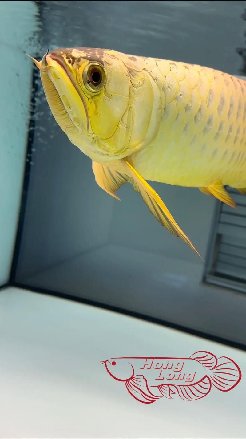 如何保持金龍魚的炮彈頭特征？ 如何保持金龍魚的炮彈頭特征？ 龍魚百科 第2張