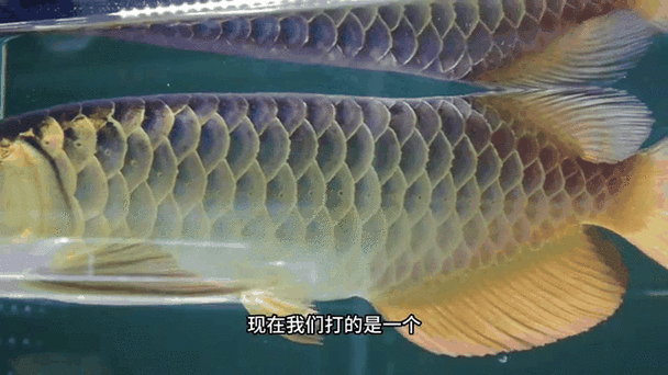 如何保持金龍魚的炮彈頭特征？ 如何保持金龍魚的炮彈頭特征？ 龍魚百科 第4張