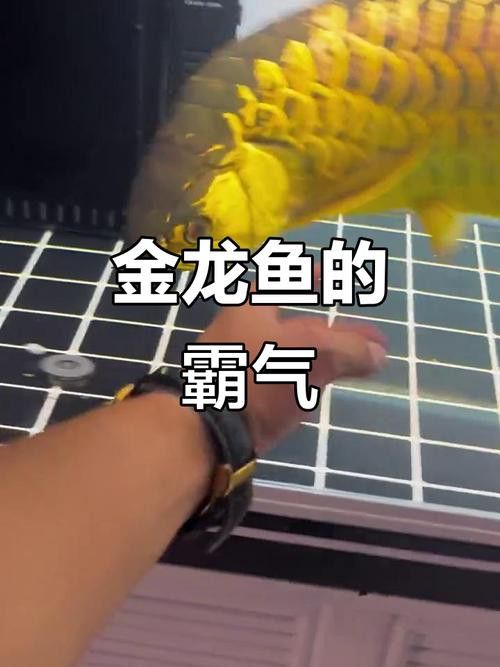 如何保持金龍魚的炮彈頭特征？ 如何保持金龍魚的炮彈頭特征？ 龍魚百科 第5張