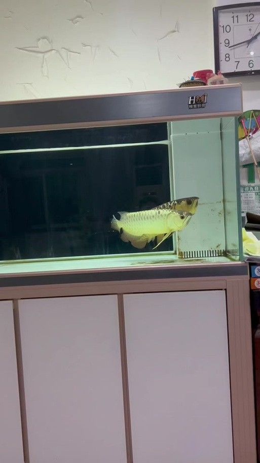 金龍魚公母區別圖