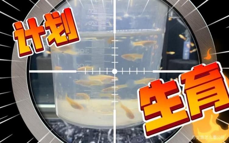金龍魚公母區別圖