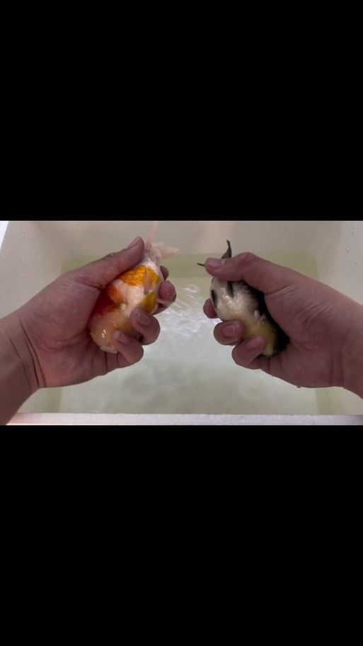 金龍魚公母區別圖