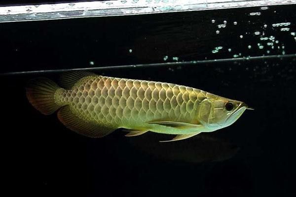 金龍魚公母區別圖