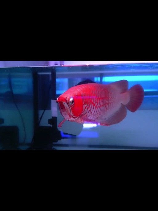 金龍魚公母區別圖
