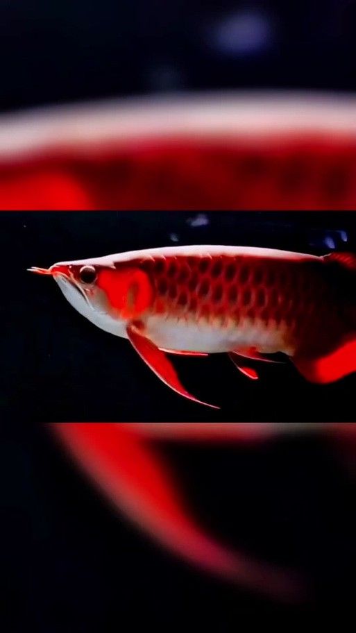 金龍魚公母區別圖