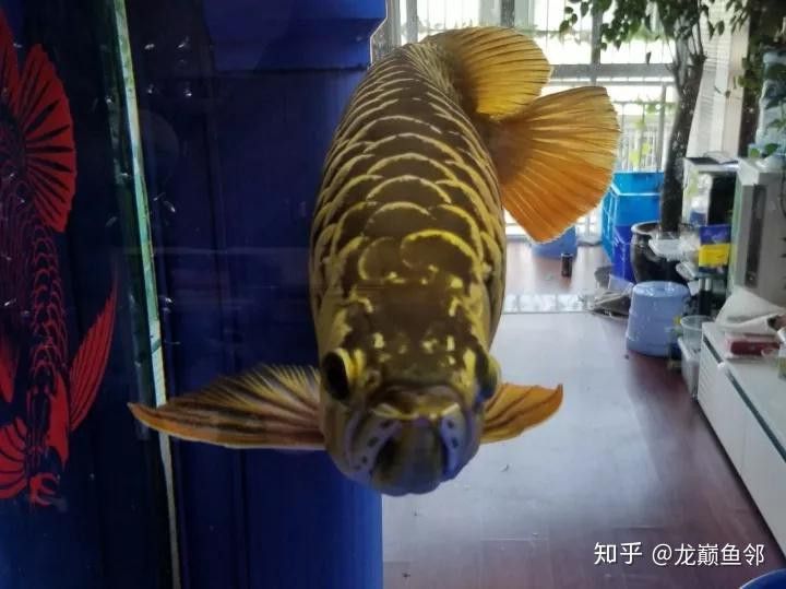 金龍魚公母區別圖
