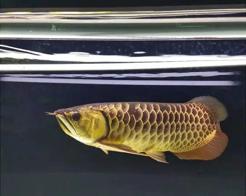 金龍魚公母區別圖