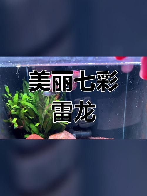 七彩雷龍魚圖片大全大圖