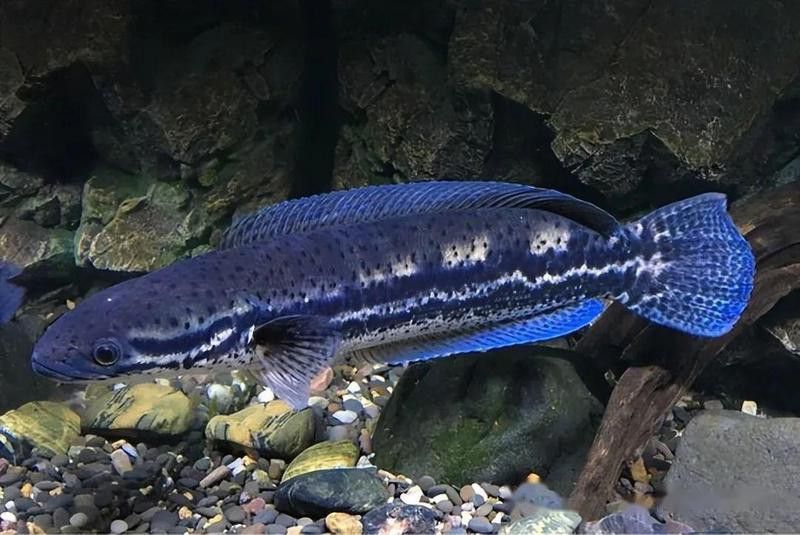 七彩雷龍魚圖片大全大圖