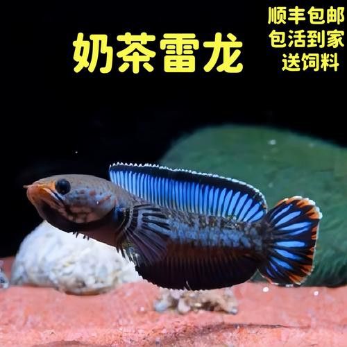 七彩雷龍魚圖片大全大圖