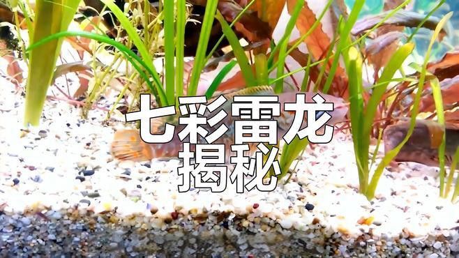 七彩雷龍魚圖片大全大圖