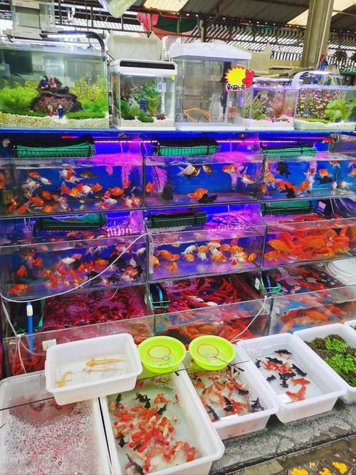 成都龍魚(yú)批發(fā)市場(chǎng)