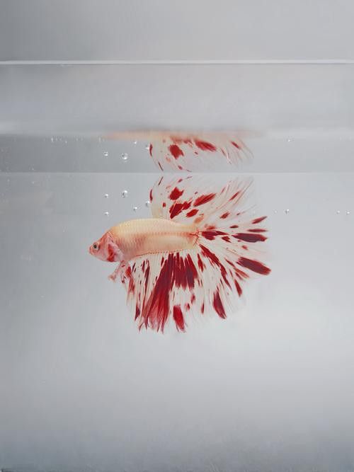 成都龍魚(yú)批發(fā)市場(chǎng)