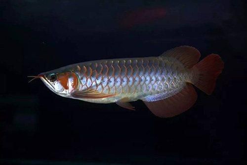 巨骨舌魚龍魚能混養嗎：巨骨舌魚和龍魚是否適合混養巨骨舌魚龍魚能混養嗎