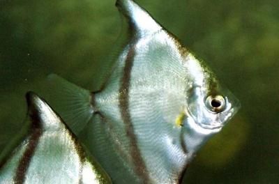 蝙蝠鯧魚和龍魚混養好嗎：蝙蝠鯧魚可以和龍魚混養嗎？