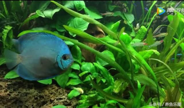 紅龍銀龍兩條龍魚(yú)混養(yǎng)（紅龍魚(yú)和銀龍魚(yú)混養(yǎng)可行嗎）