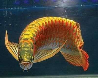龍魚翹嘴還是平嘴好：關于龍魚翹嘴和平嘴的養護細節 龍魚翹嘴還是平嘴好：關于龍魚翹嘴和平嘴的養護細節 龍魚百科 第4張